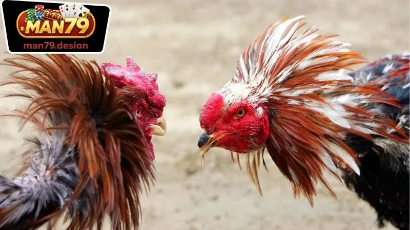 Đá Gà Man79 1 Lợi ích của việc tham gia chơi với Đá Gà Man79