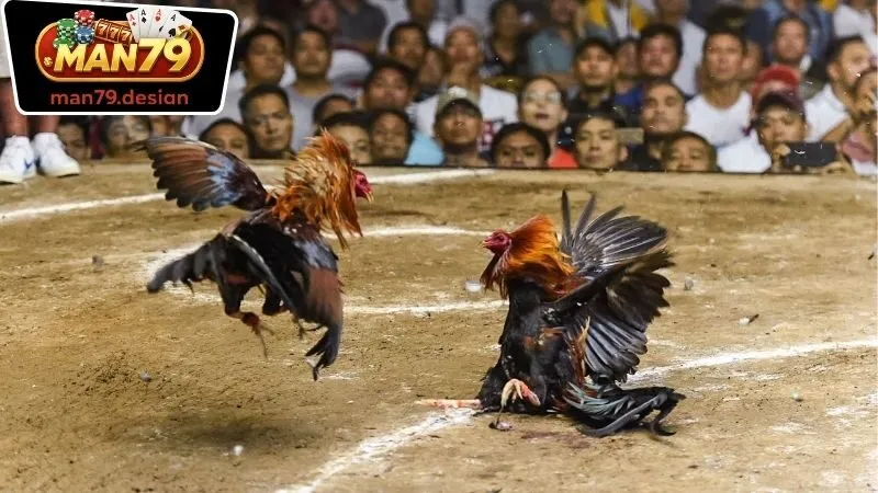 Đá Gà Man79 3 Quy trình cá cược Đá Gà Man79 và nhận thưởng